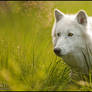 Dreaming of White Wolves