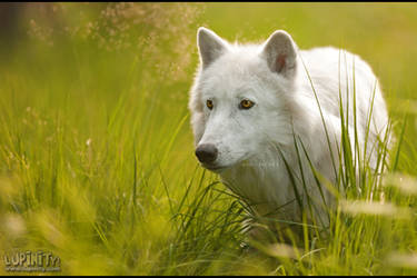 Dreaming of White Wolves by Lupinicious