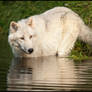 Bathing Beauty