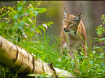 Watchful Lynx