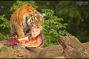 Tiger Snack