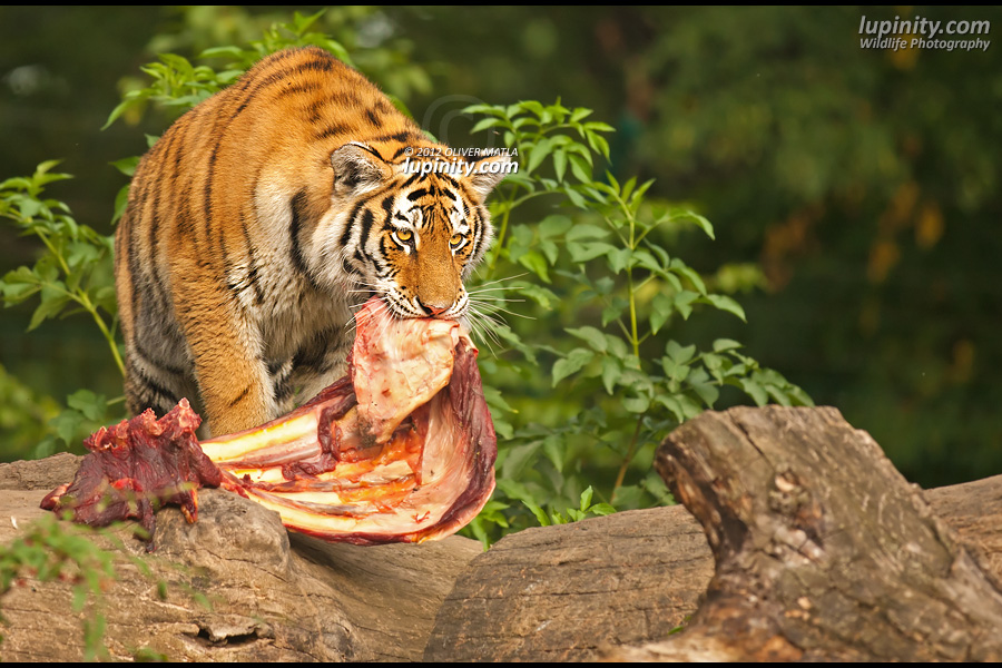 Tiger Snack