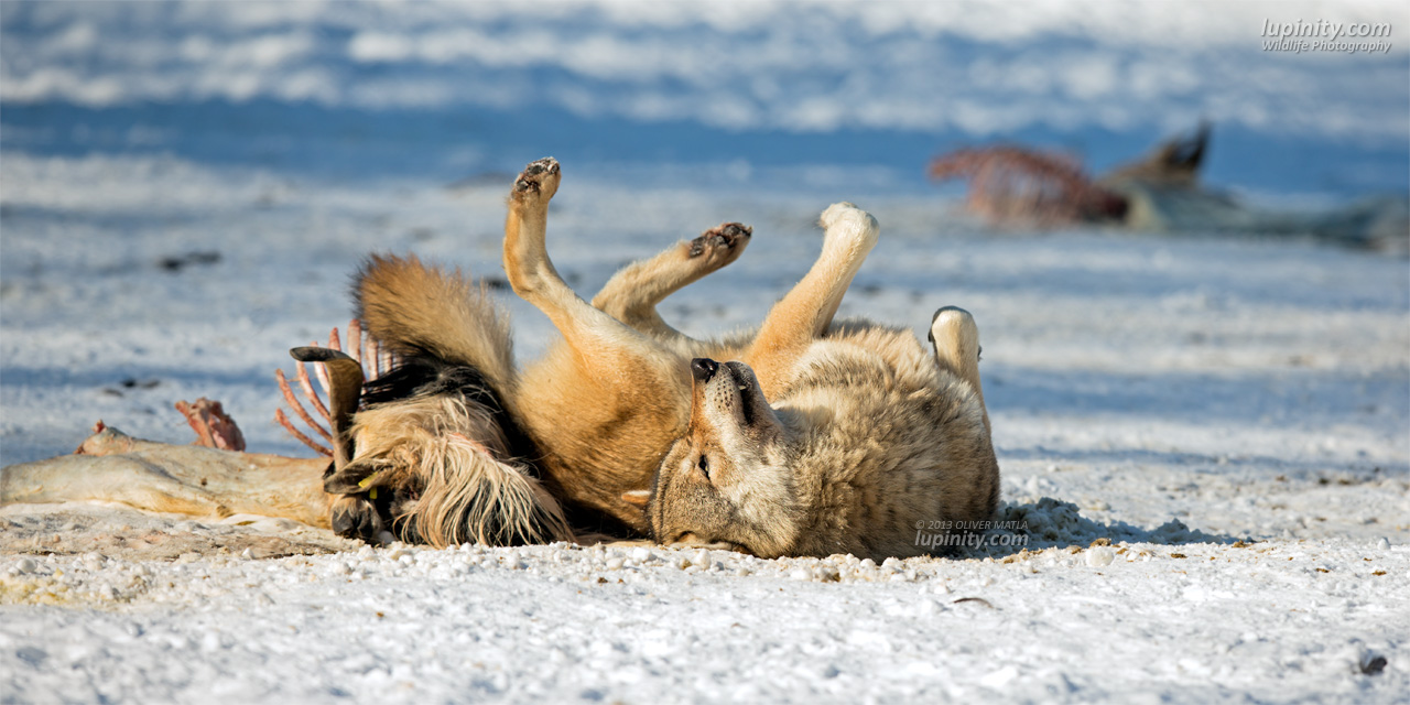 Happiness is... Scent rolling!