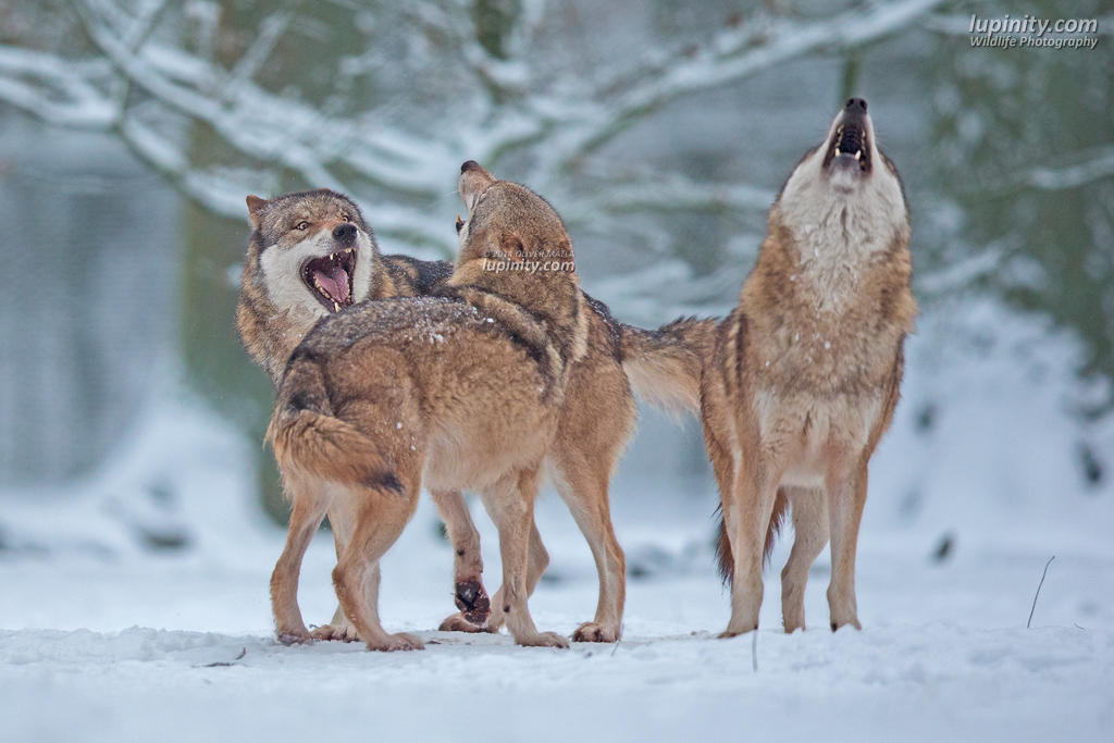 Dance of the Alphas by Lupinicious on DeviantArt