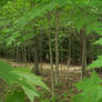 Woodsy Stock