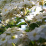 blossoms two