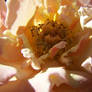 Crinkled Petals 1