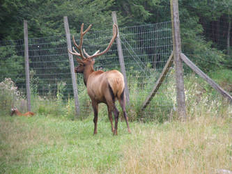 elk1