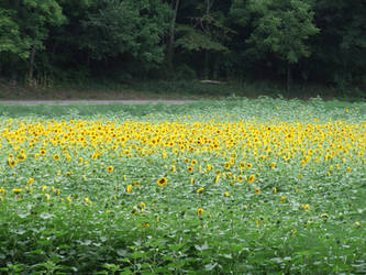 sunflowers