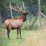 elk2