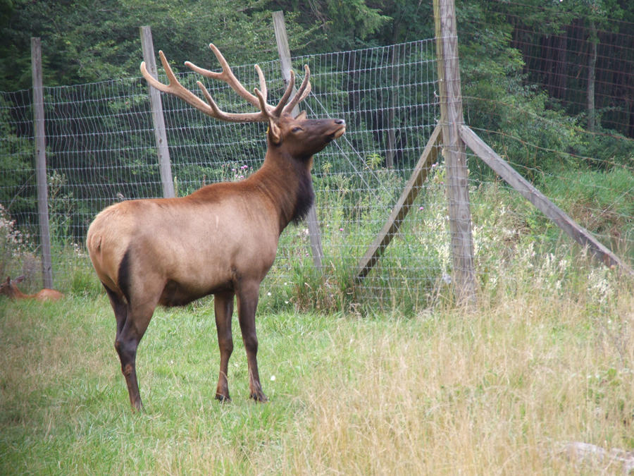 elk2