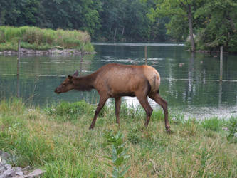 elk4