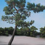 pinetree 1