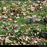 Quail Amongst Oak Leaves