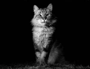 Fierce in darkness by RerinKin Fierce in darkness by RerinKin
