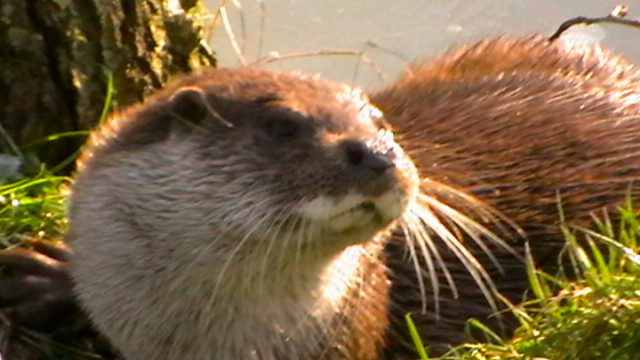 Otter