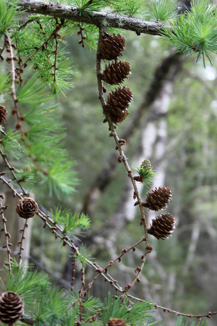 Fir Cones.