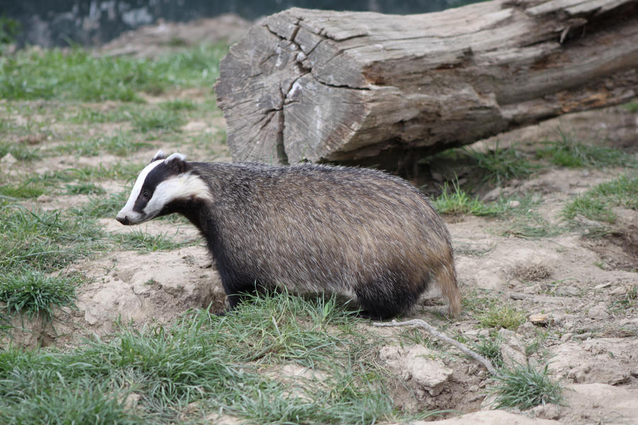 Badger