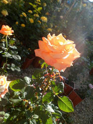 Rose and Sunlight