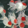 Oranda gold fish