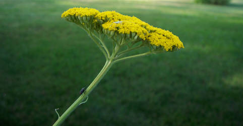 Yellow Flower With Bugs On It