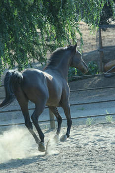 Black Thoroughbred Gelding Stock