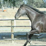 Black Thoroughbred Gelding Stock