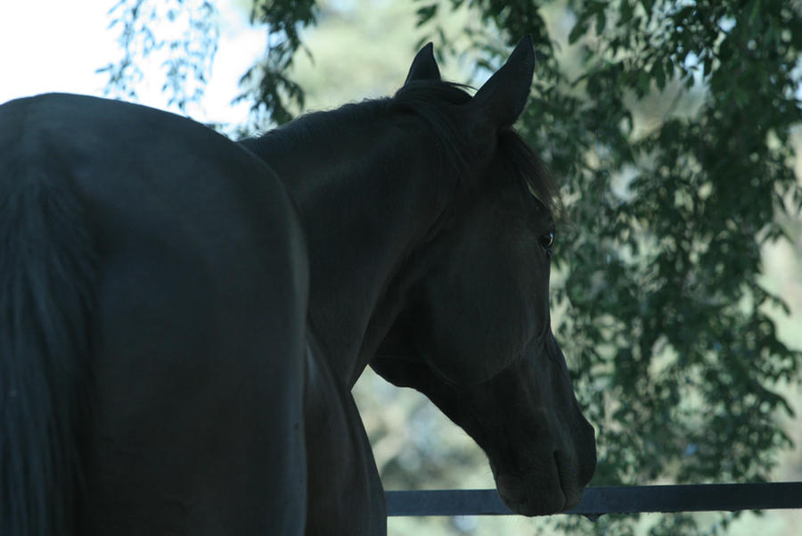 Black Thoroughbred Gelding Stock