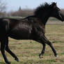 Black Thoroughbred Gelding