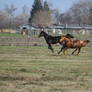 Thoroughbreds Galloping in Pasture