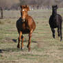 Thoroughbreds Galloping in Pasture