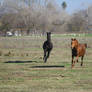 Thoroughbreds Galloping in Pasture