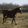 Chestnut Thoroughbred Mare