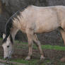 Flea Bitten Gray Arabian/Friesian Mare