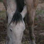 Flea Bitten Gray Arabian/Friesian Mare