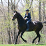 Bay Dutch Warmblood Gelding Riding Bareback