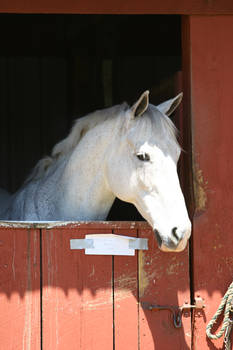Gray Horse in Red Barn