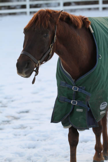 Liver Chestnut Warmblood Gelding Blanketed