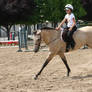 Buckskin Quarter Horse Gelding English Riding