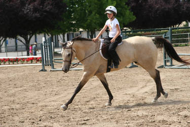 Buckskin Quarter Horse Gelding English Riding