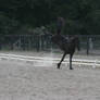 Friesian Sporthorse Yearling at Liberty