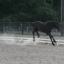 Friesian Sporthorse Yearling at Liberty