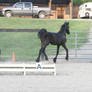 Friesian Sporthorse Yearling at Liberty