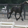 Friesian Sporthorse Yearling at Liberty