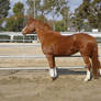 Chestnut Welsh / Thoroughbred Mare