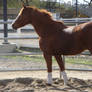 Chestnut Welsh / Thoroughbred Mare