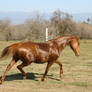 Chestnut thoroughbred mare at liberty in pasture