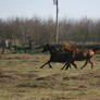 Thoroughbreds at liberty galloping in pasture