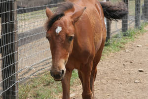 Bay Morgan Foal