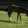 Bay Dutch Warmblood Filly - Orphan Foal